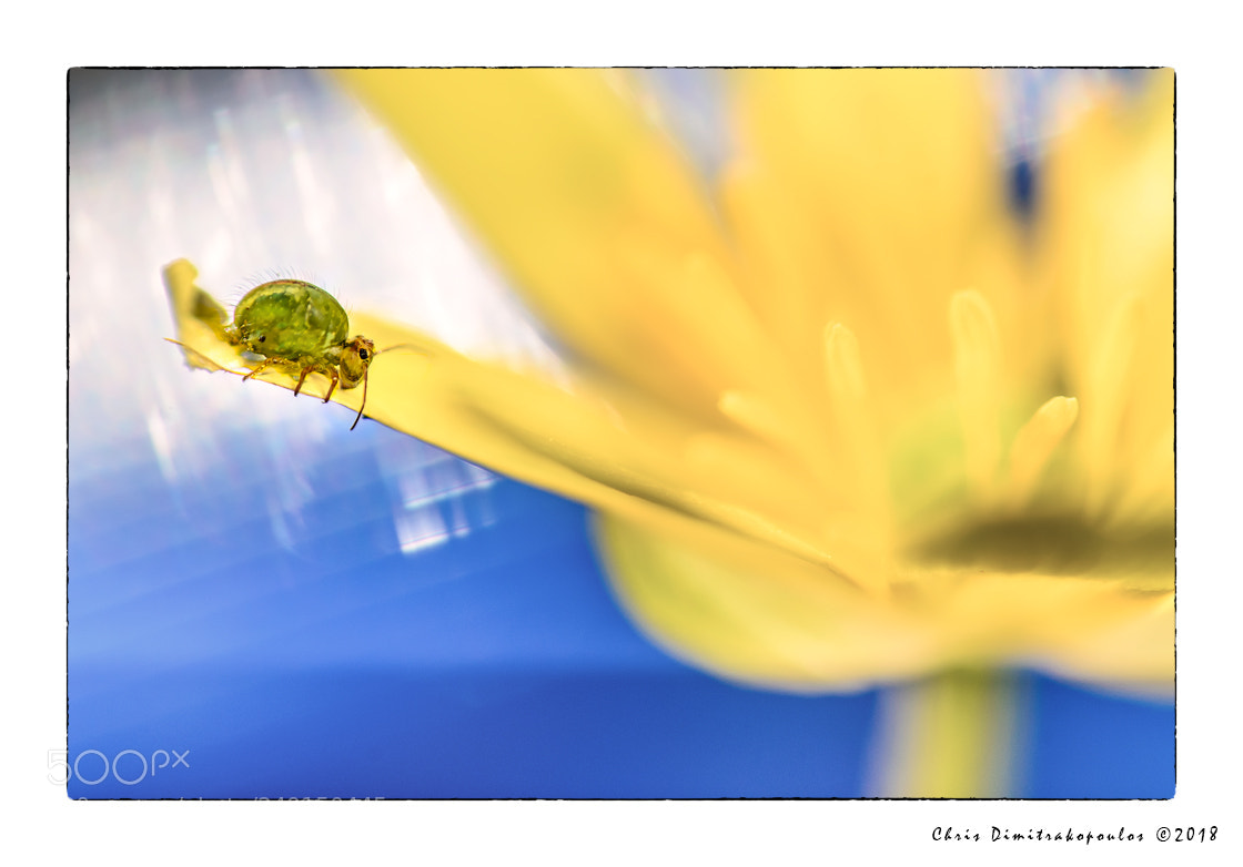 Nikon D7000 sample photo. Collembola photography
