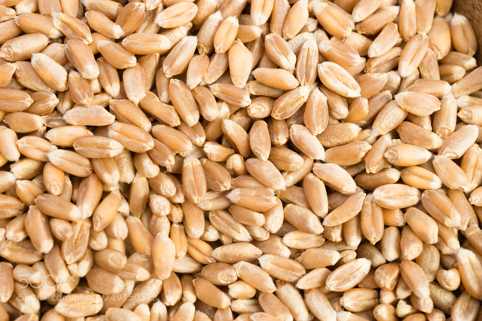 Sony SLT-A99V sample photo. Organic farro wheat whole photography