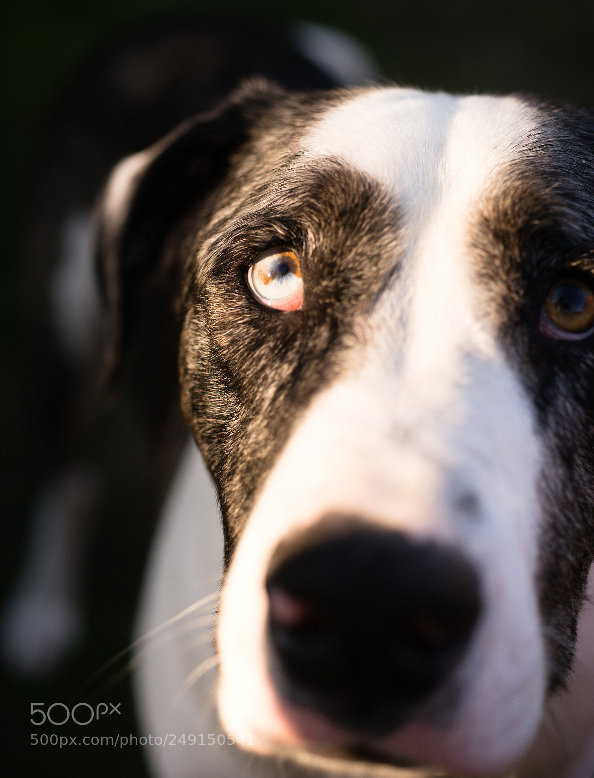 Sony SLT-A99V sample photo. Unique colored eye looking photography