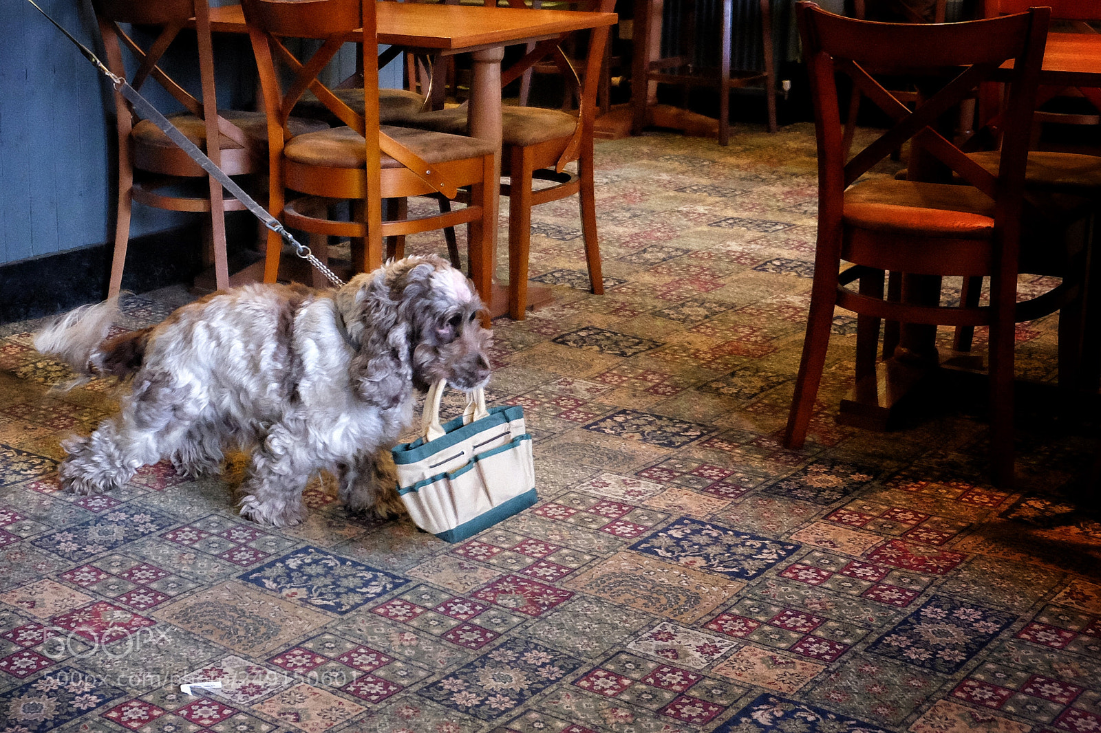 Fujifilm X-T1 sample photo. Aberfeldy pub dog photography