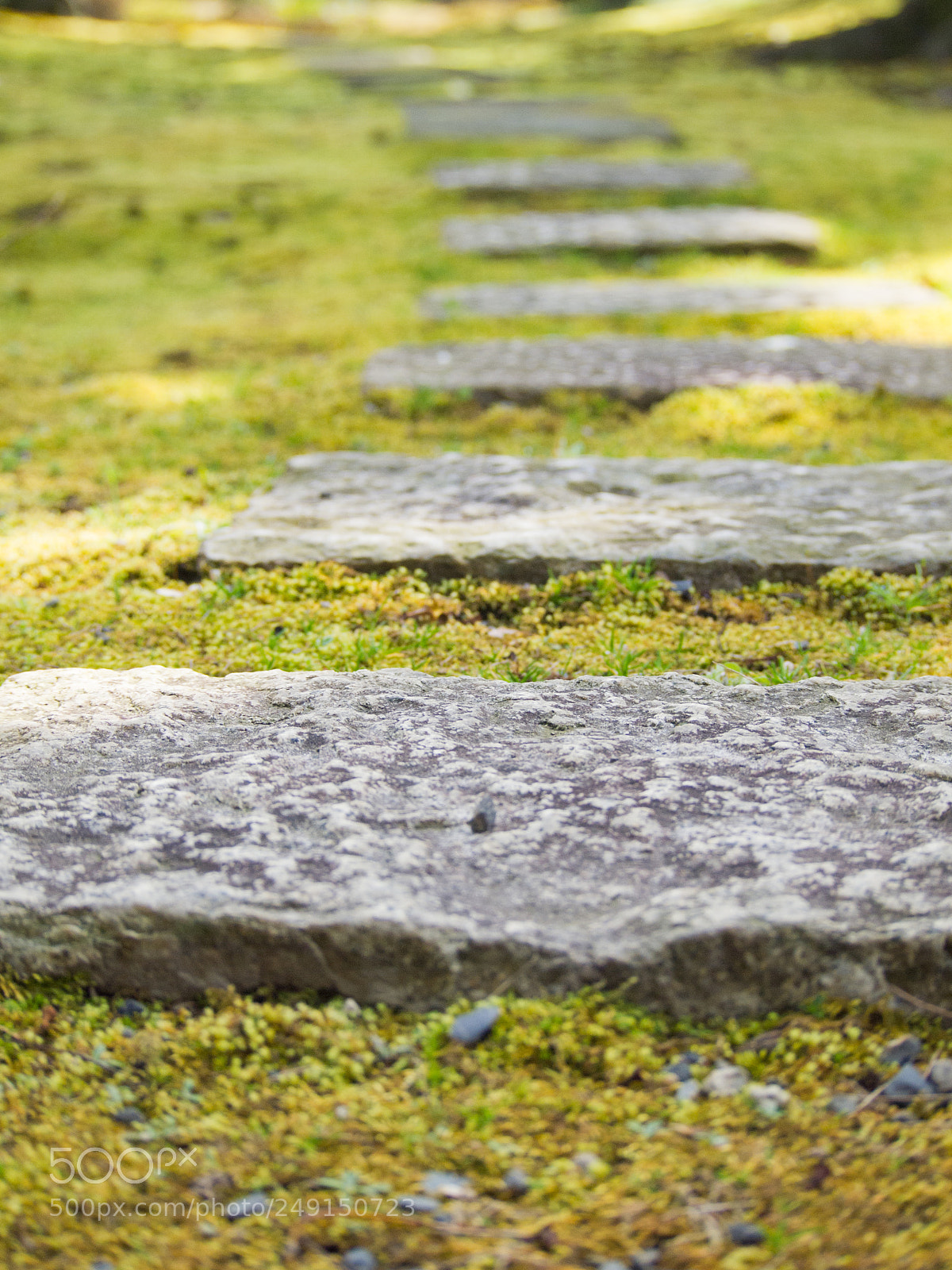 Olympus PEN E-PL1 sample photo. Mossy forest path photography