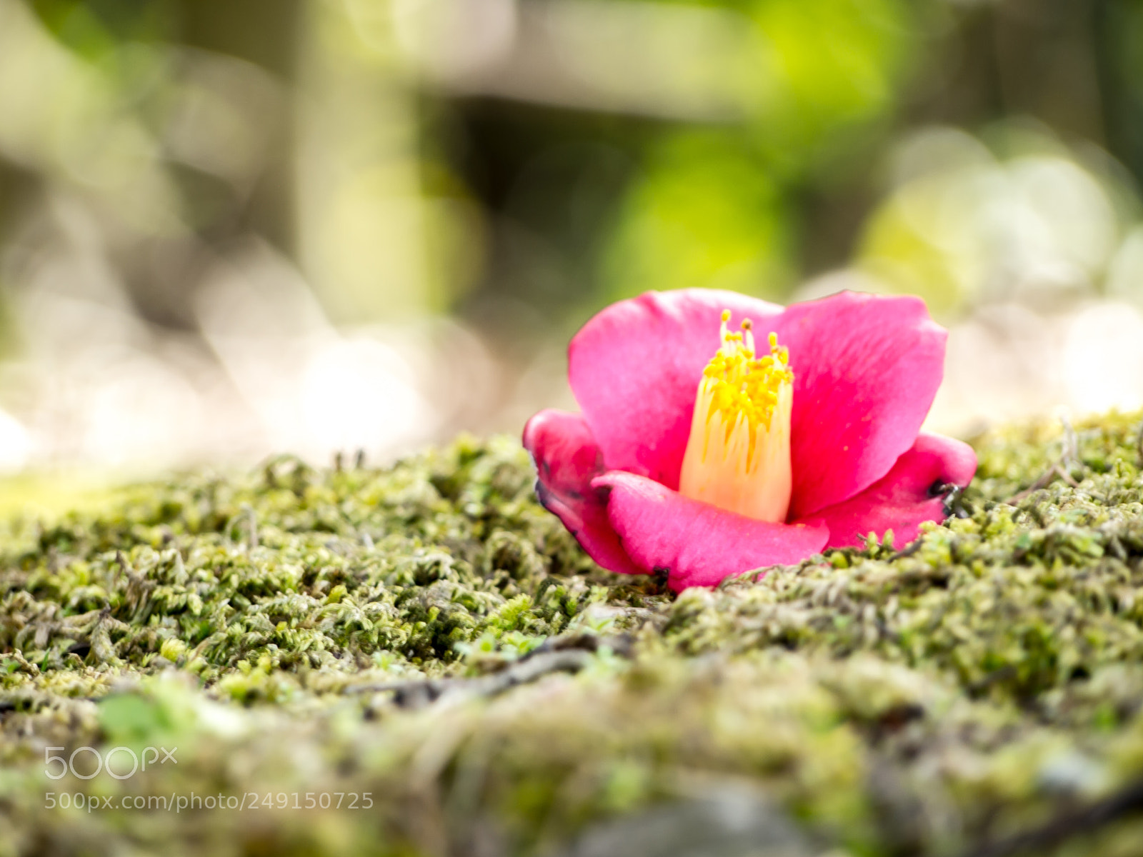 Olympus PEN E-PL1 sample photo. Mossy bloom photography