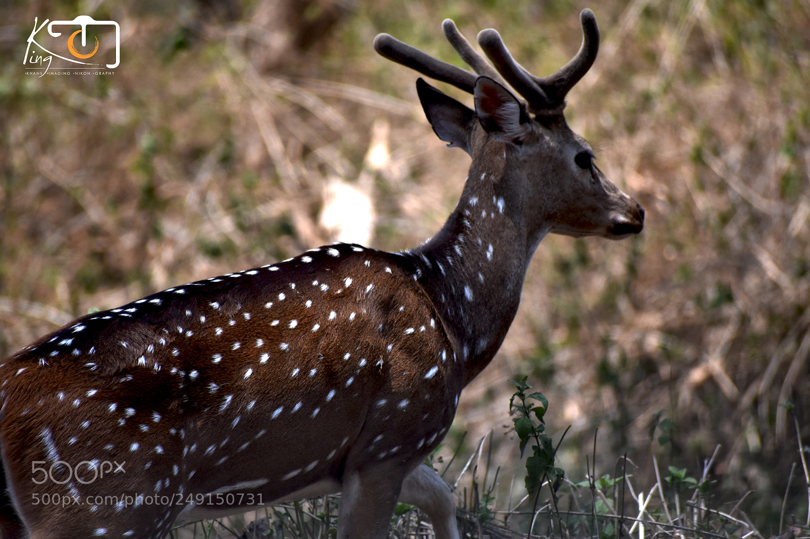 Nikon D3400 sample photo. Single photography