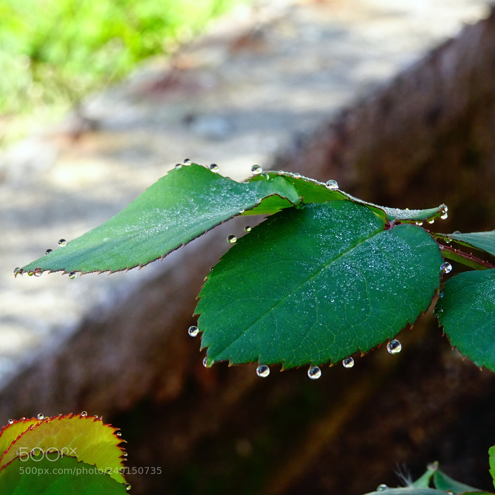 Sony DSC-HX60V sample photo. Dew droplets photography