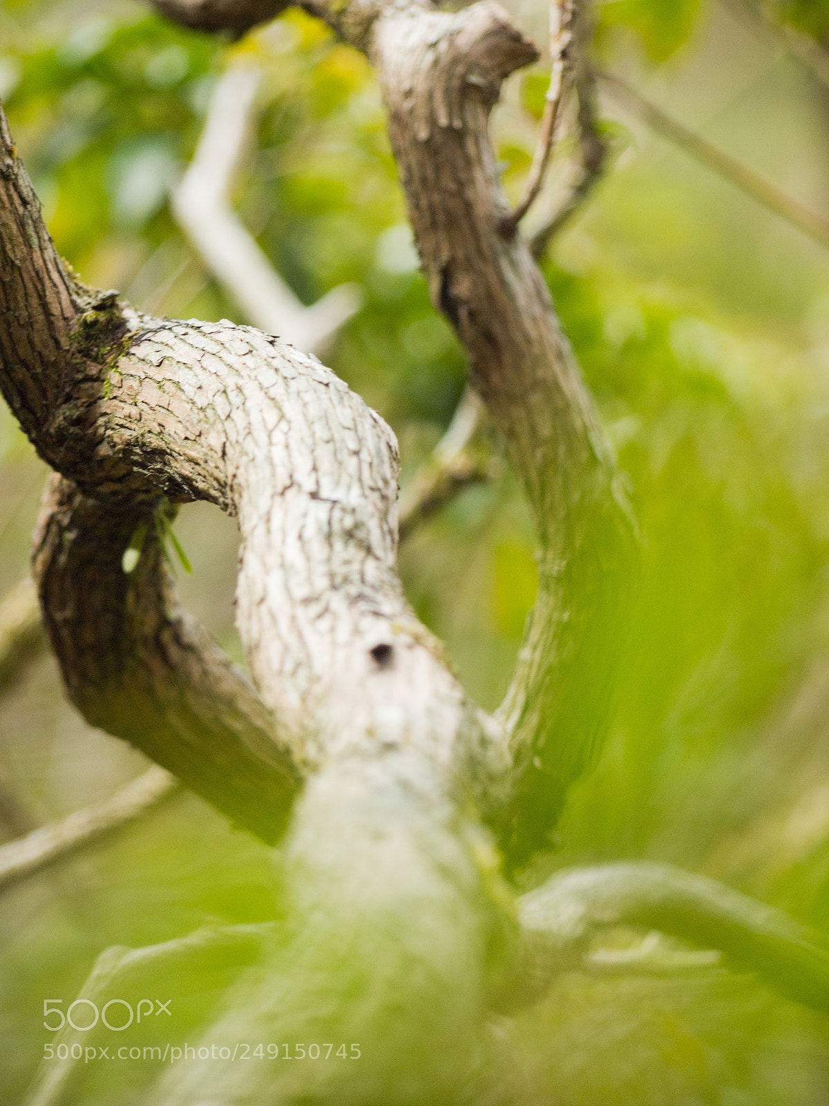 Olympus PEN E-PL1 sample photo. Wild tree photography