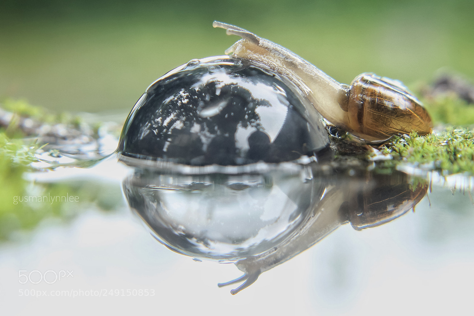 Canon EOS 1100D (EOS Rebel T3 / EOS Kiss X50) sample photo. Snail with reflection photography
