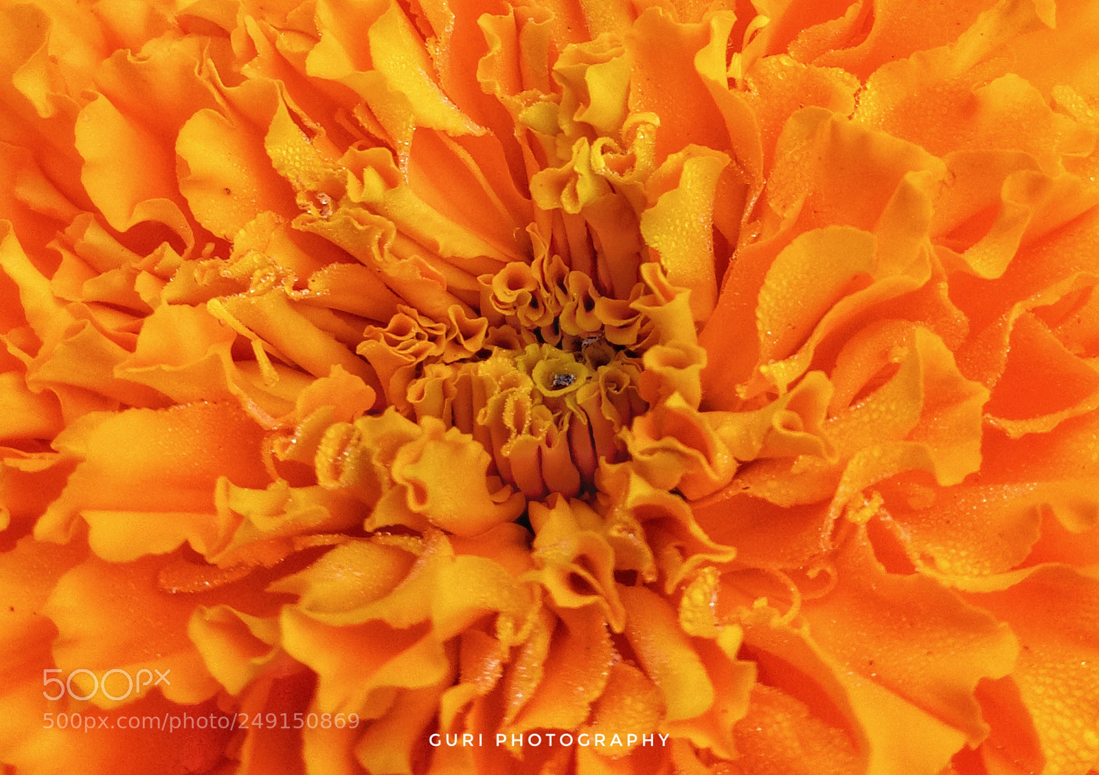 OPPO A1601 sample photo. Calendula photography