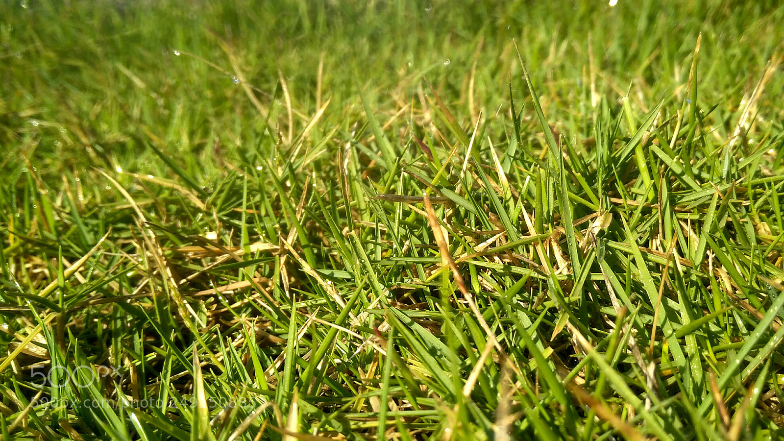 Xiaomi Redmi 4A sample photo. Dew grass photography