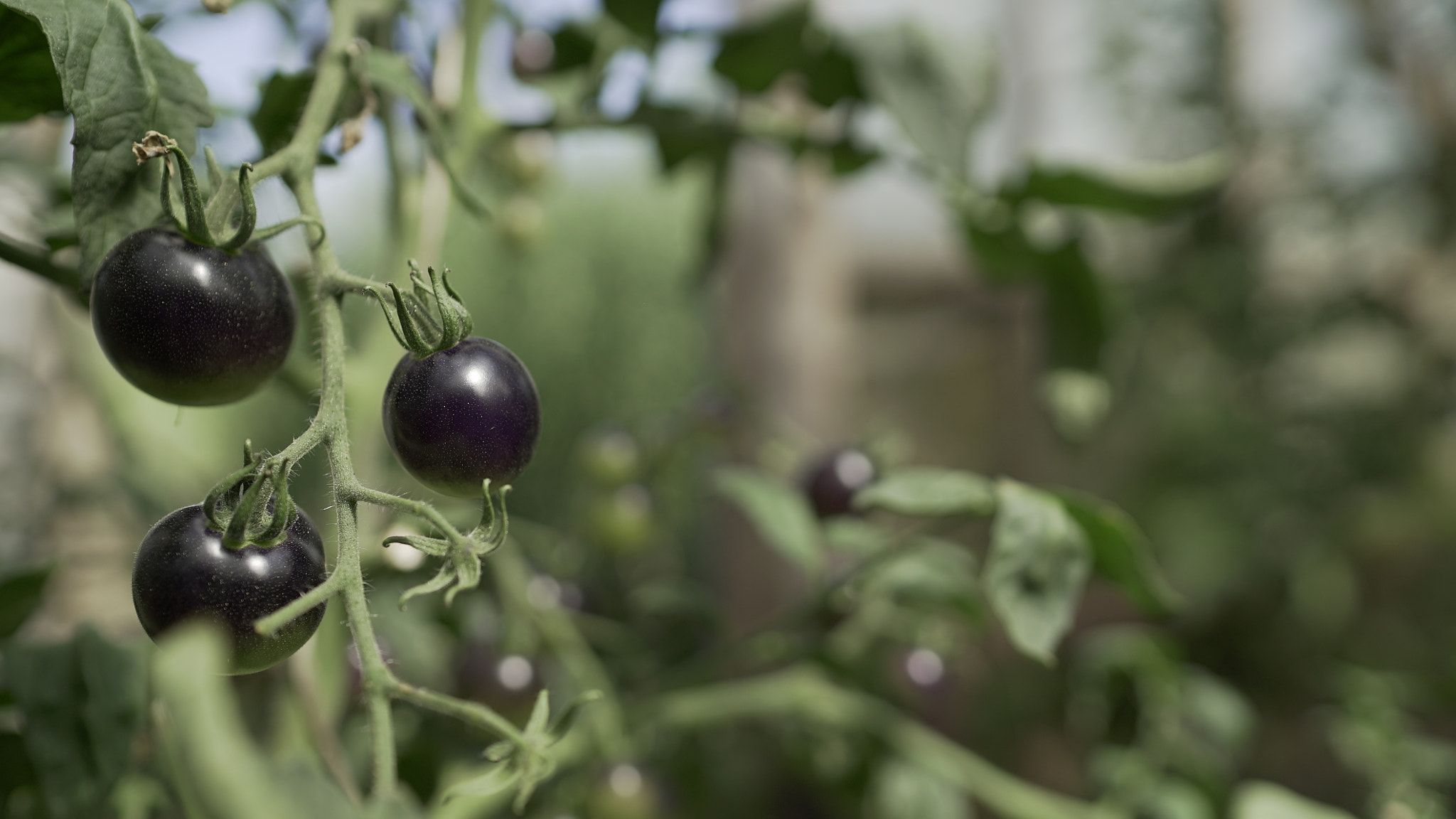 Sony a7S II sample photo. Vegetables gr photography