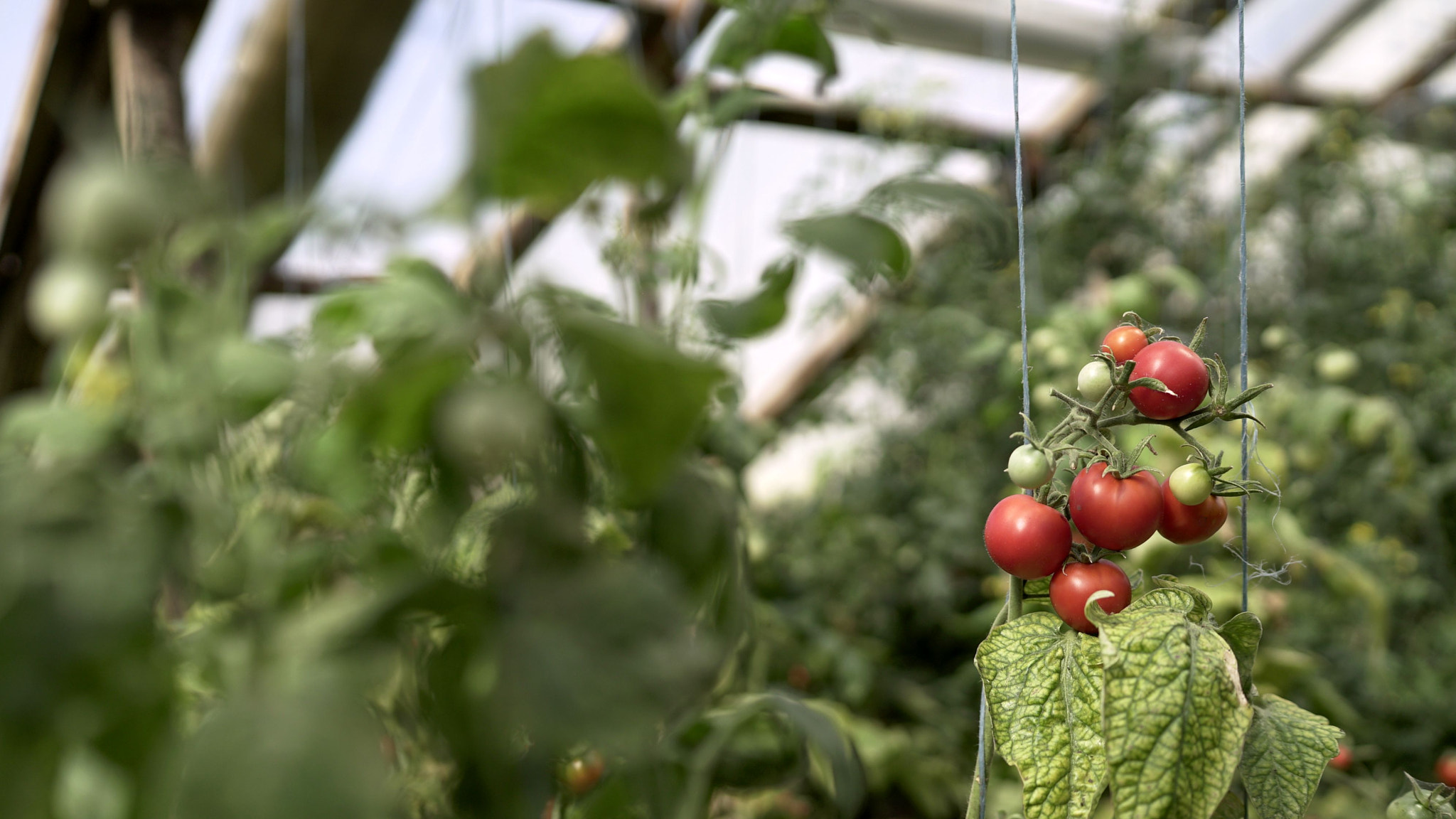 Sony a7S II sample photo. Red small tomatoes grow in a greenhouse photography
