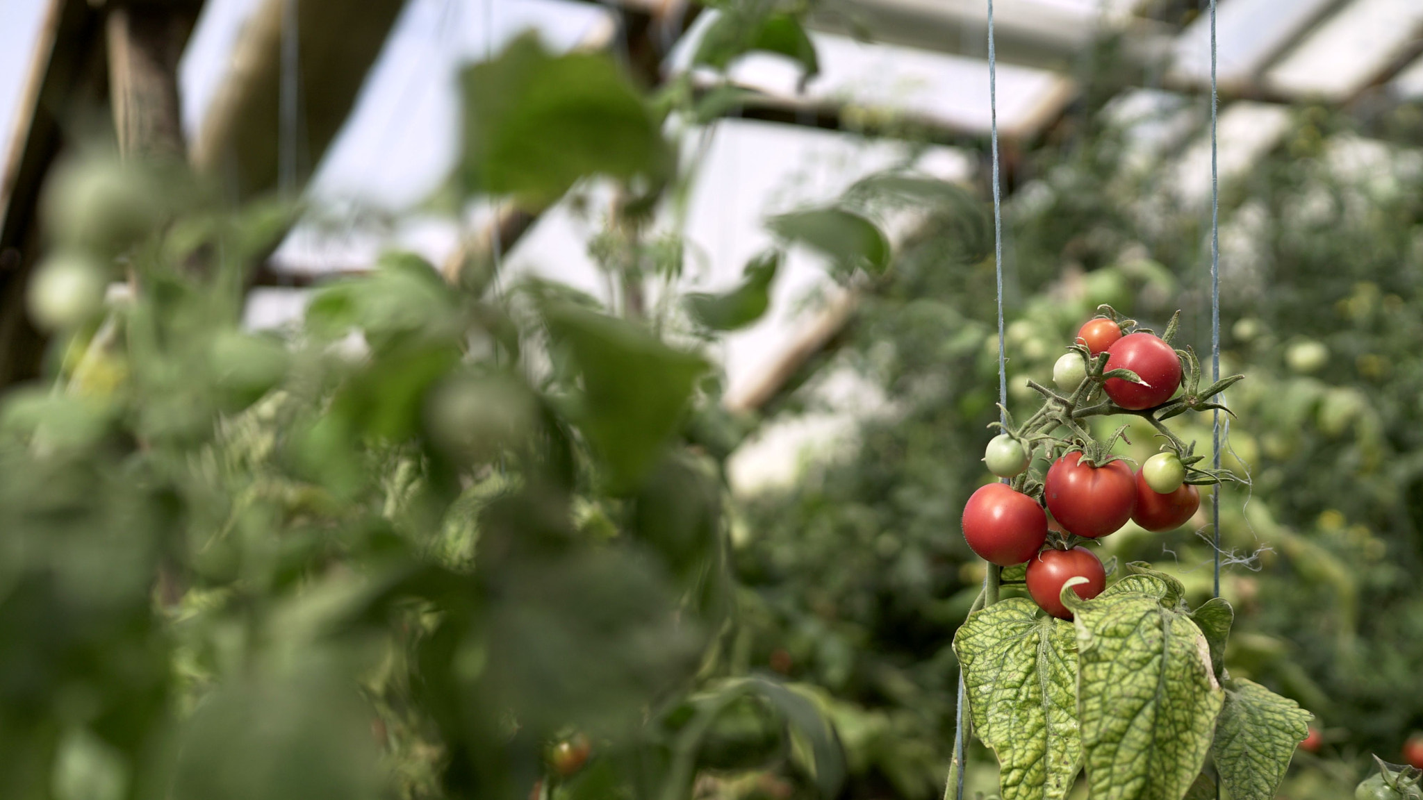 Sony Distagon T* FE 35mm F1.4 ZA sample photo. Red small tomatoes grow in a greenhouse photography