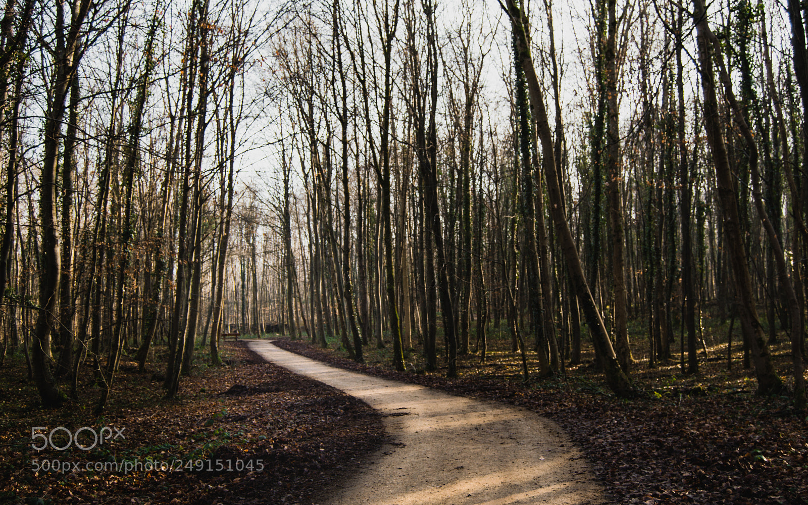 Nikon D3200 sample photo. Le chemin photography