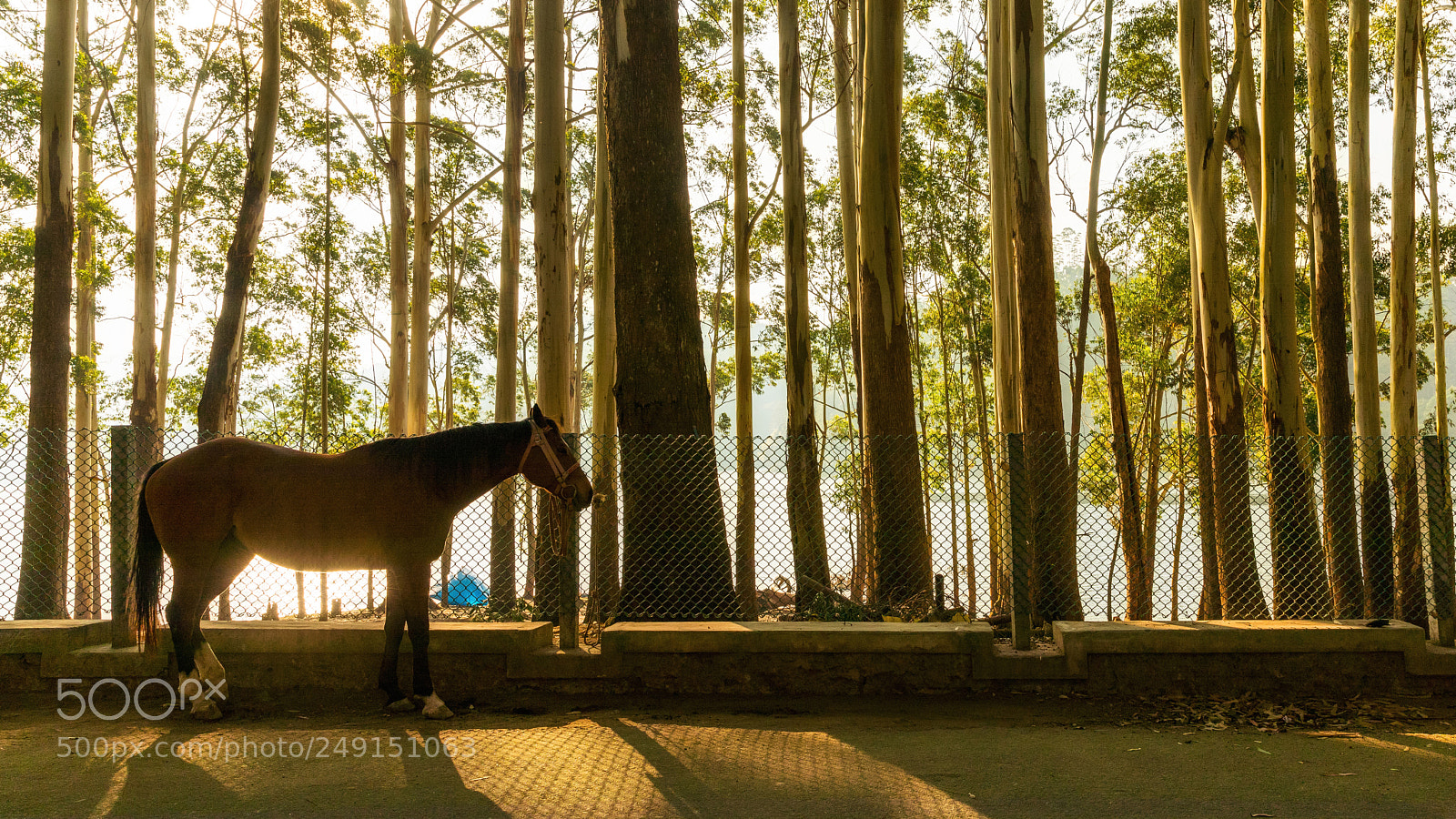 Canon EOS 5D Mark IV sample photo. Munnar horse photography