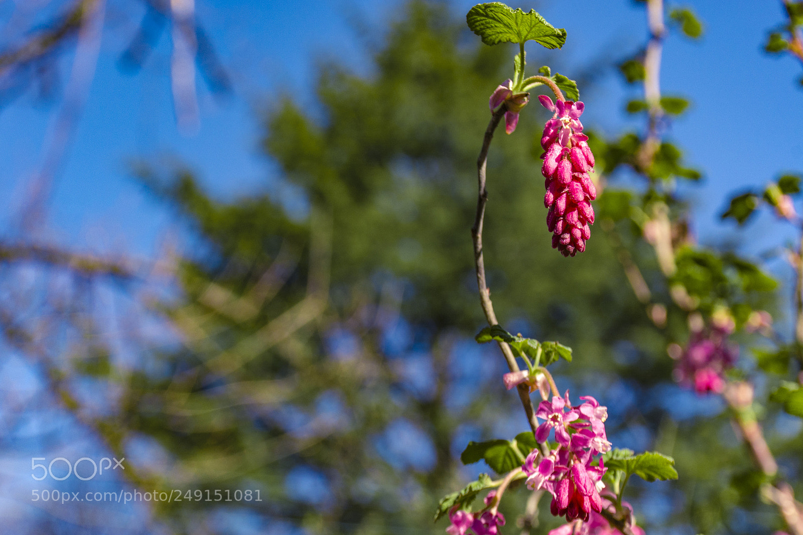 Nikon D7100 sample photo. The dripping spring photography