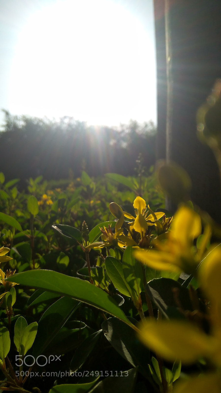 Xiaomi Redmi 4A sample photo. Hypercium photography