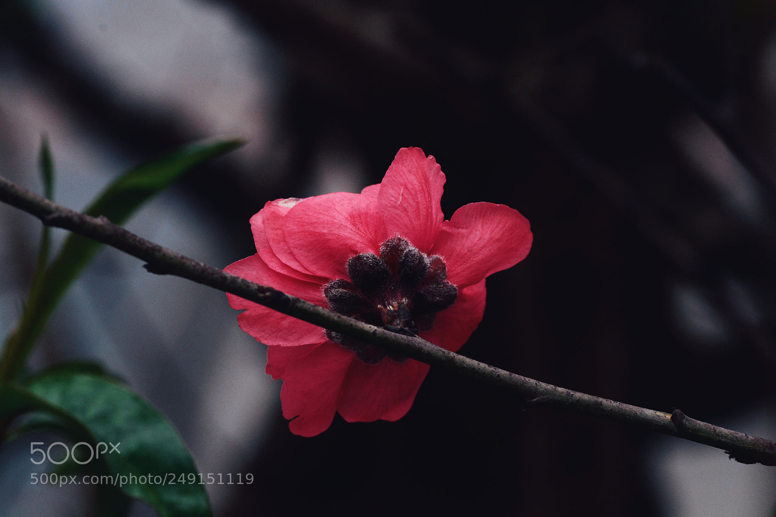 Nikon D7100 sample photo. Lntds photography