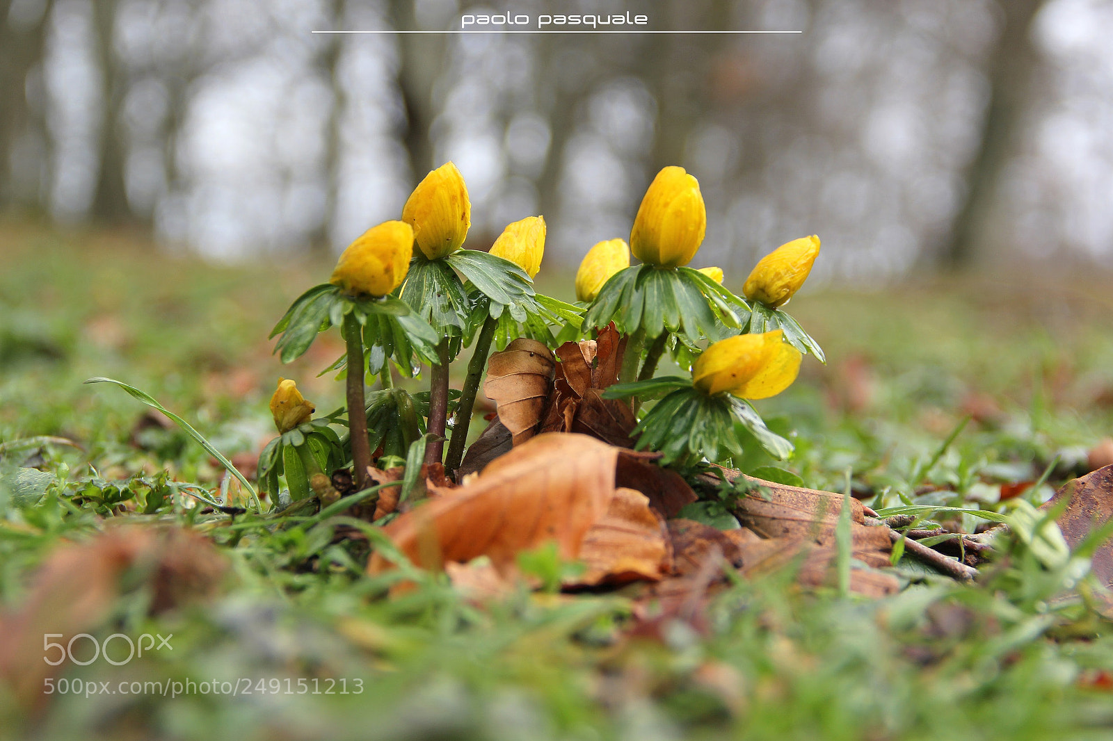 Canon EOS 60D sample photo. Piedigallo photography