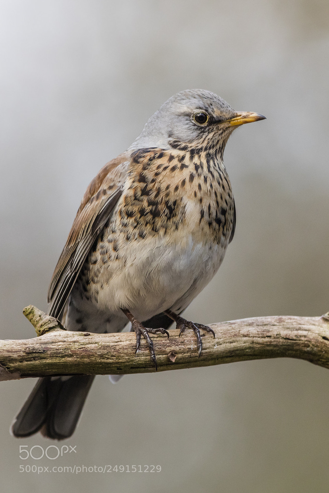 Canon EOS 5DS R sample photo. Kramsvogel  fieldfare  grive litorne photography