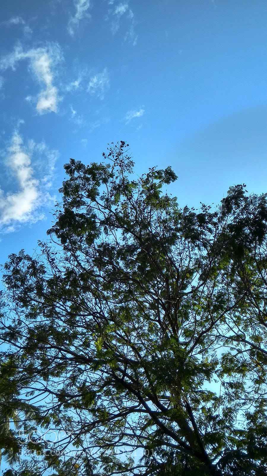 Xiaomi Redmi 4A sample photo. Standing tall photography