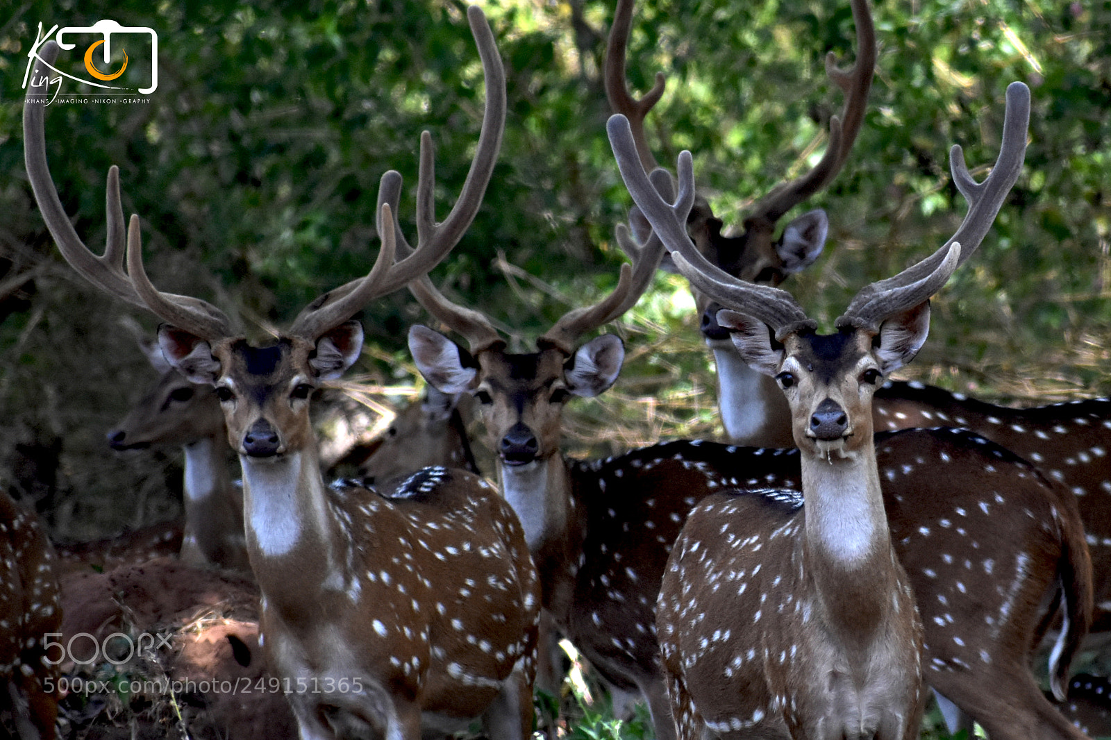 Nikon D3400 sample photo. Groups of deers photography