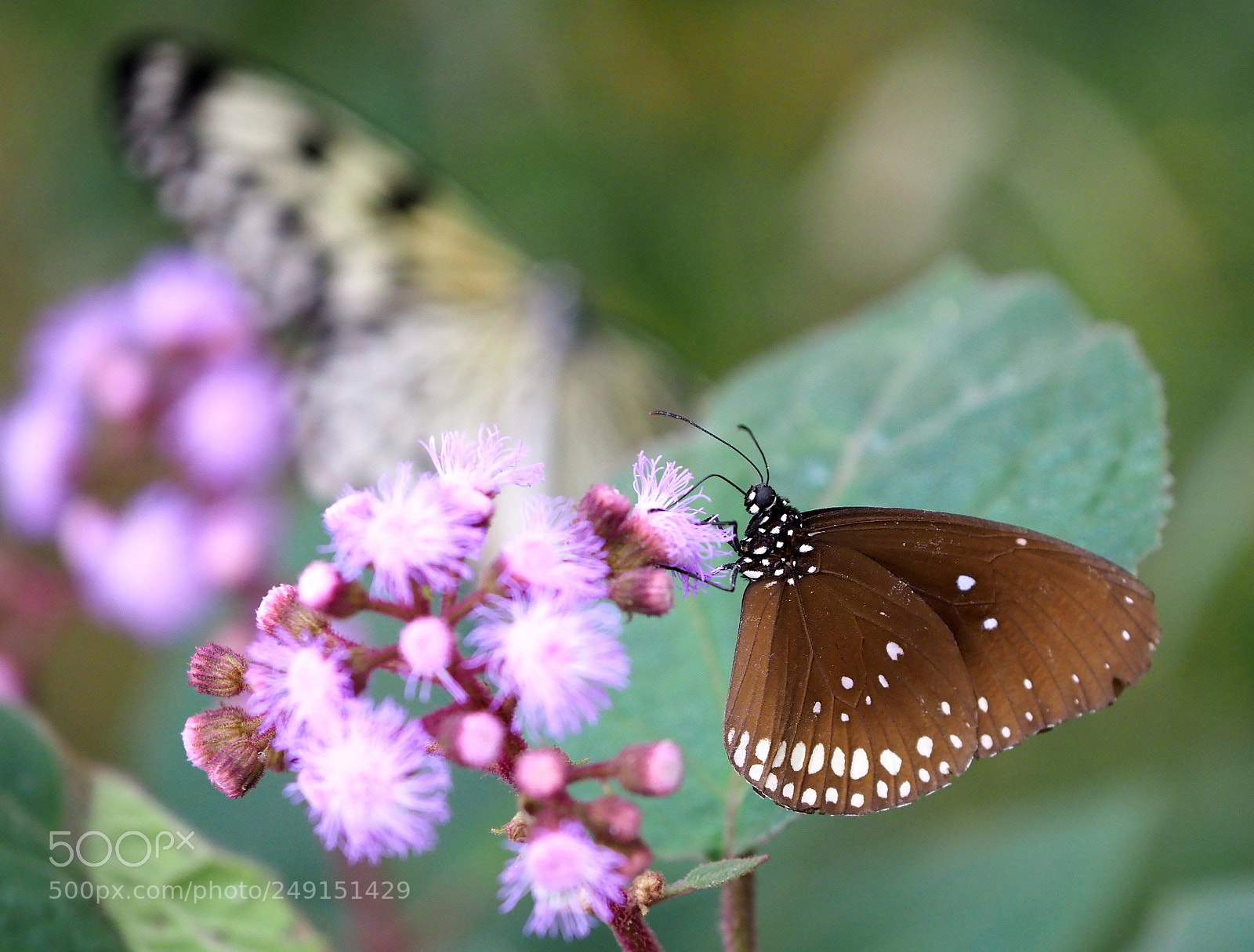 Olympus OM-D E-M1 Mark II sample photo. Nectar :>))) photography