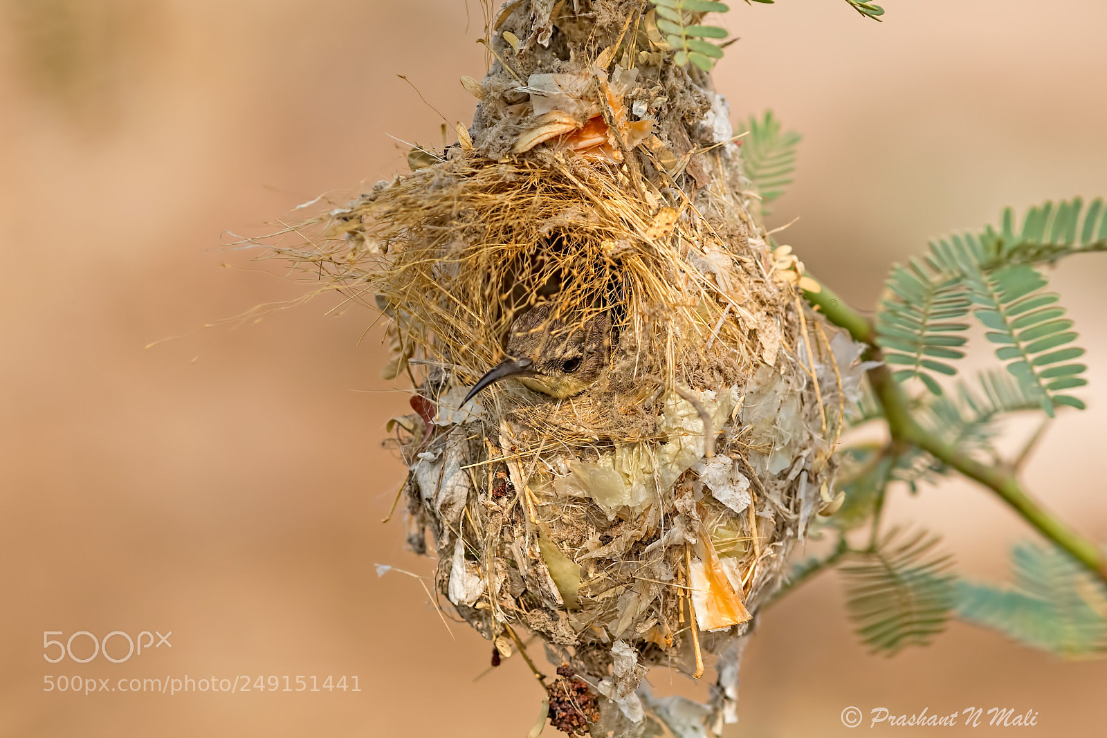 Canon EOS 5D Mark IV sample photo. Sunbirdnest photography