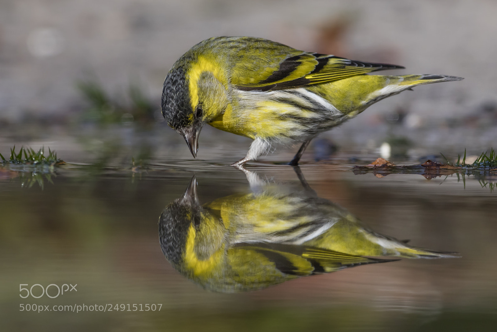 Canon EOS 5DS R sample photo. Mirror mirror photography