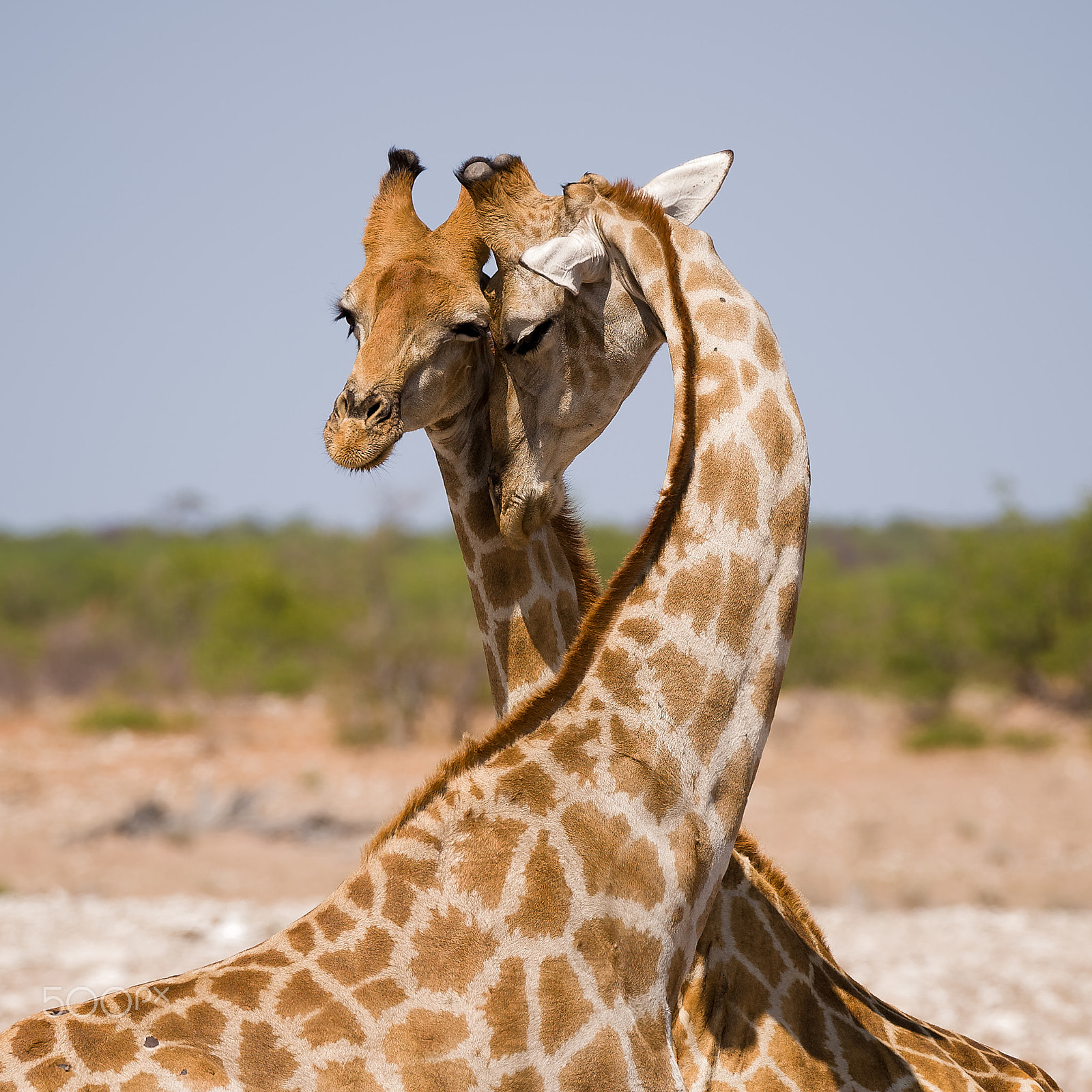 Nikon AF-S Nikkor 200-400mm F4G ED-IF VR sample photo. Gentle giraffes photography