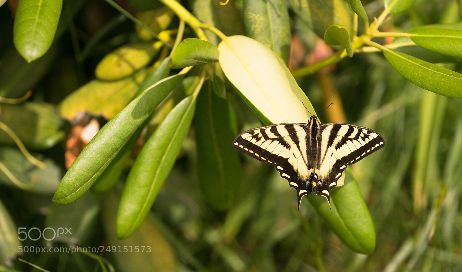 Sony a7 sample photo. Swallowtail butterfly insect resting photography