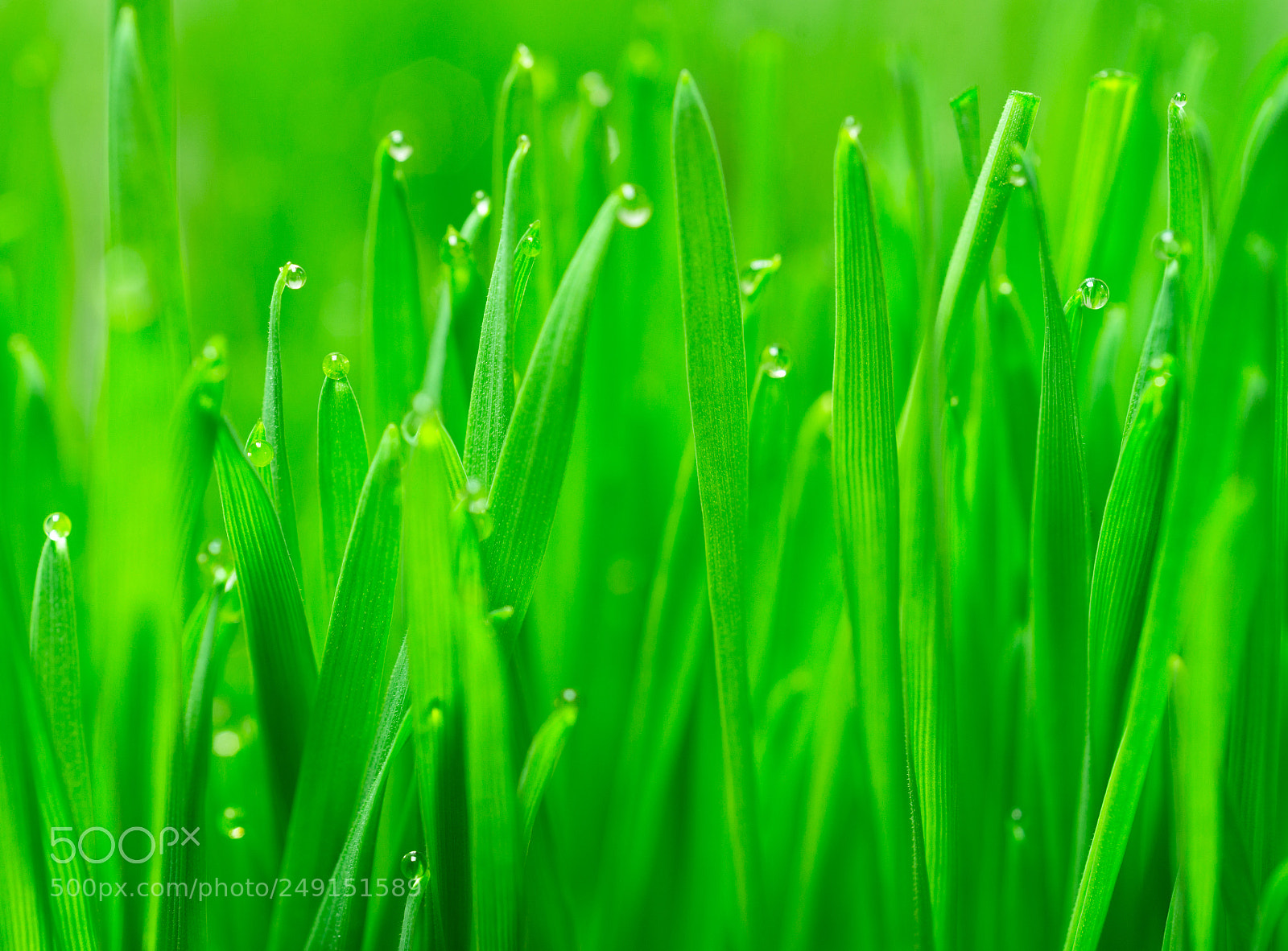 Sony SLT-A99V sample photo. Microgreens growing panoramic dew photography
