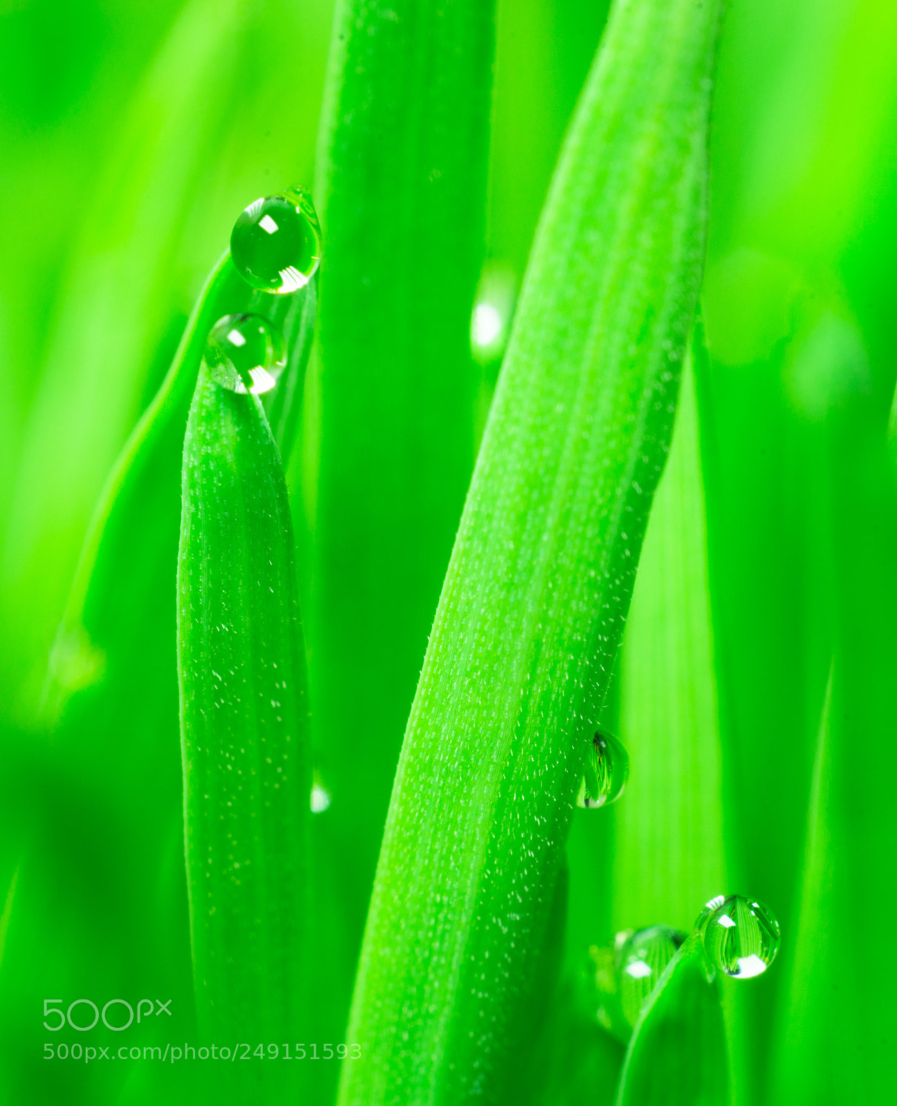 Sony SLT-A99V sample photo. Microgreens growing panoramic dew photography