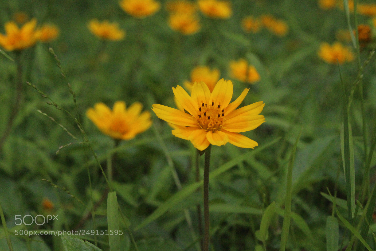 Canon EOS 700D (EOS Rebel T5i / EOS Kiss X7i) sample photo. Clump of daises photography