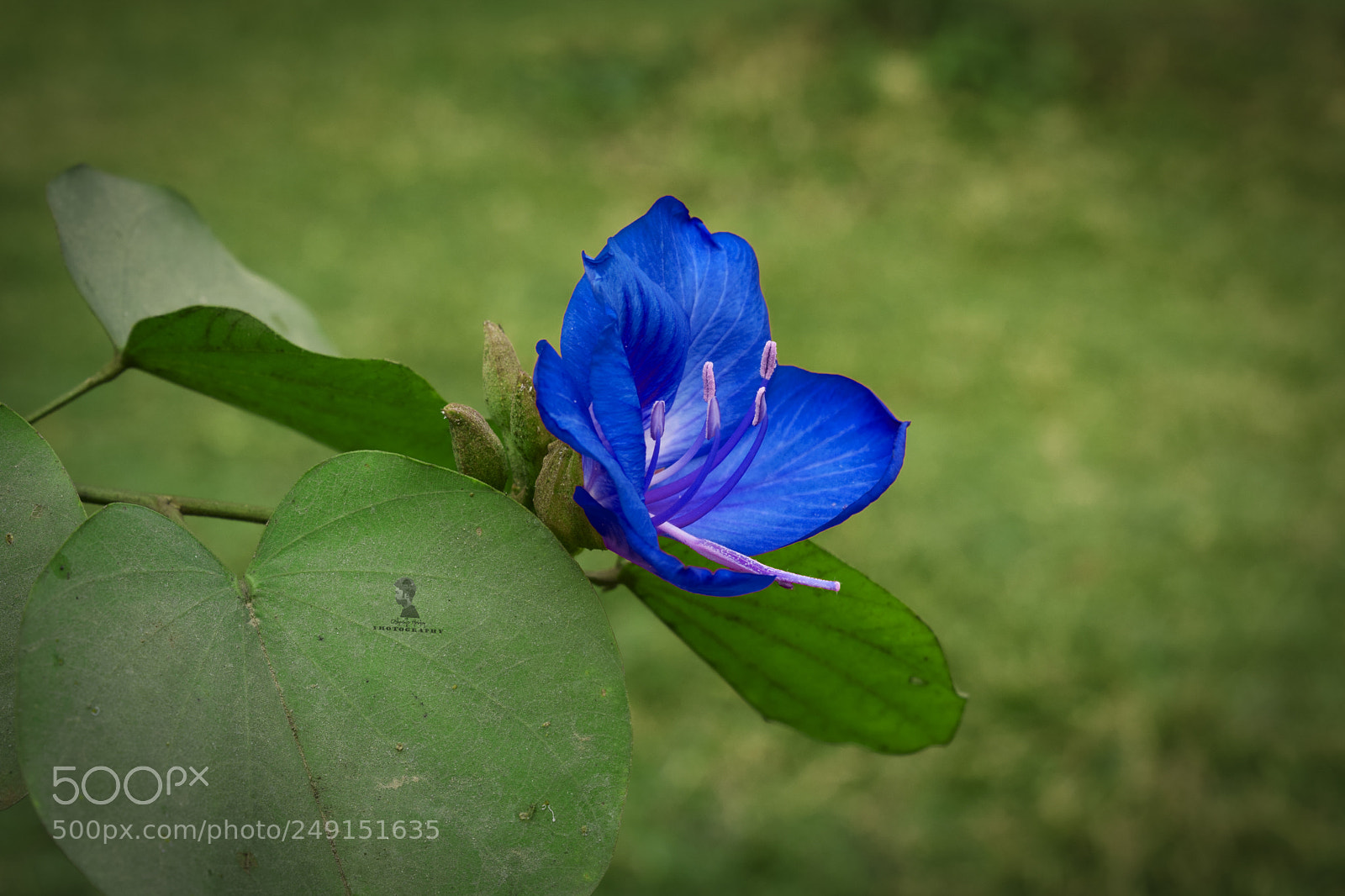 Nikon D5300 sample photo. Blue photography