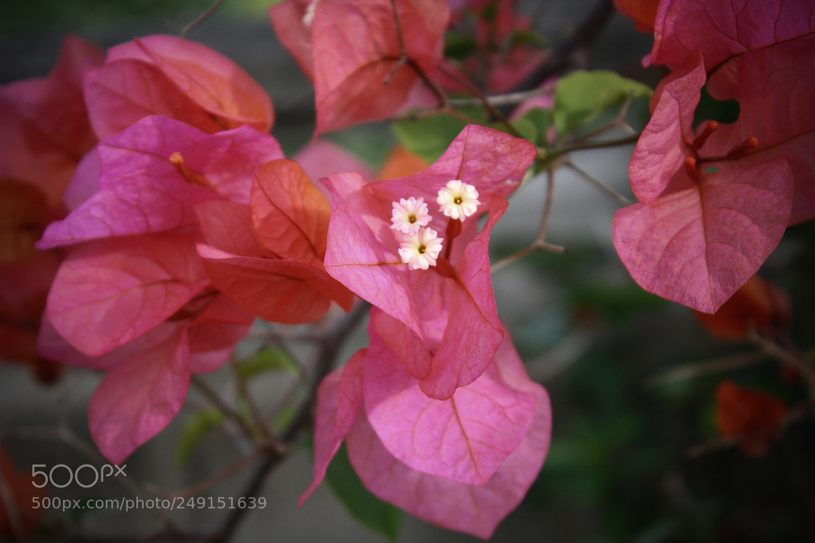 Canon EOS 1000D (EOS Digital Rebel XS / EOS Kiss F) sample photo. Hawaiian bougainvillea photography