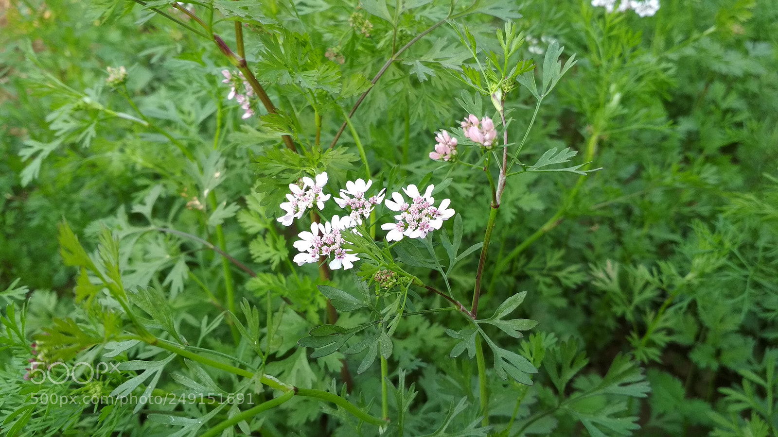 Xiaomi Redmi 4 Pro sample photo. Untitled photography