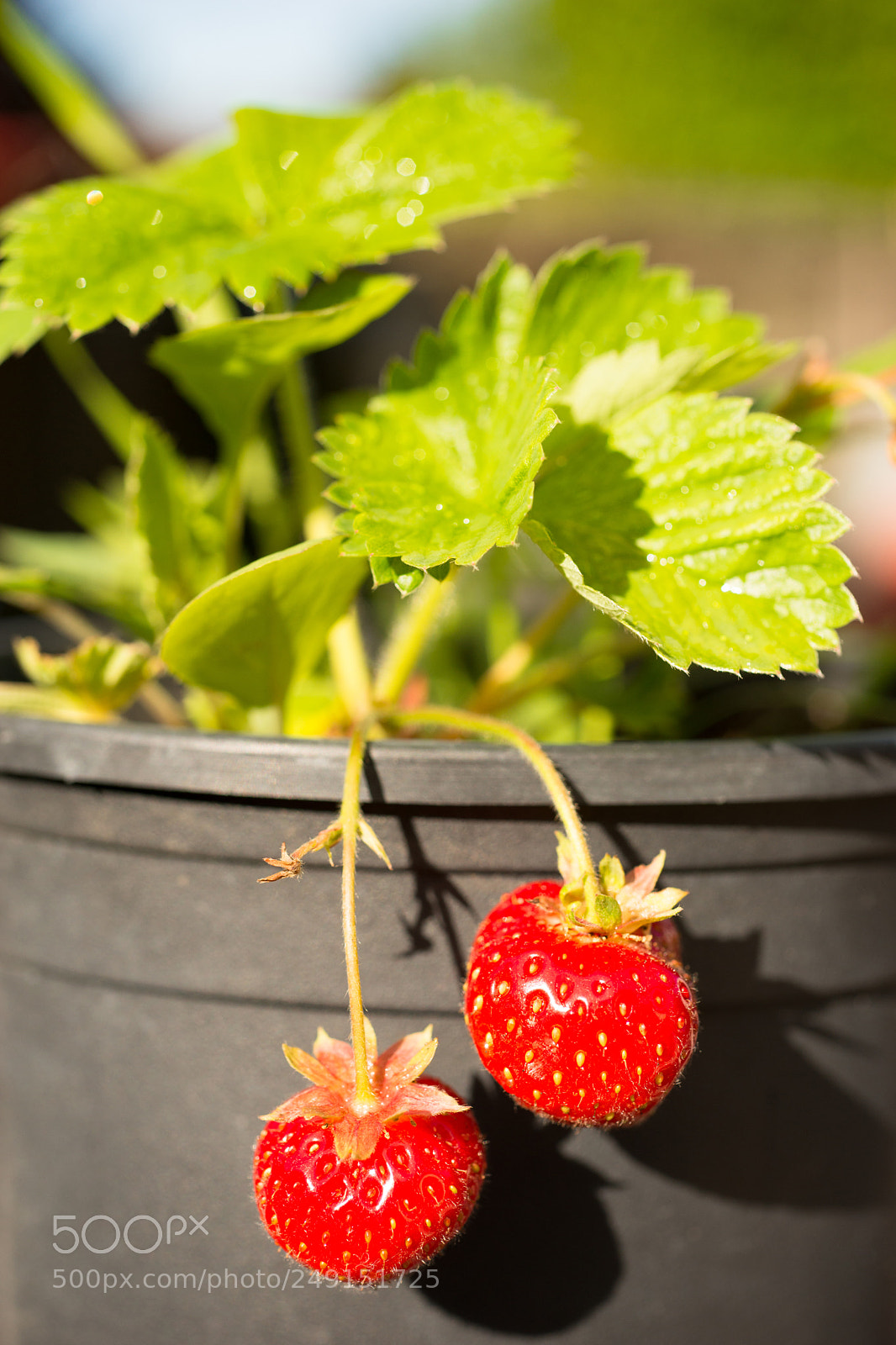 Sony SLT-A99V sample photo. Young potted strawberry plant photography