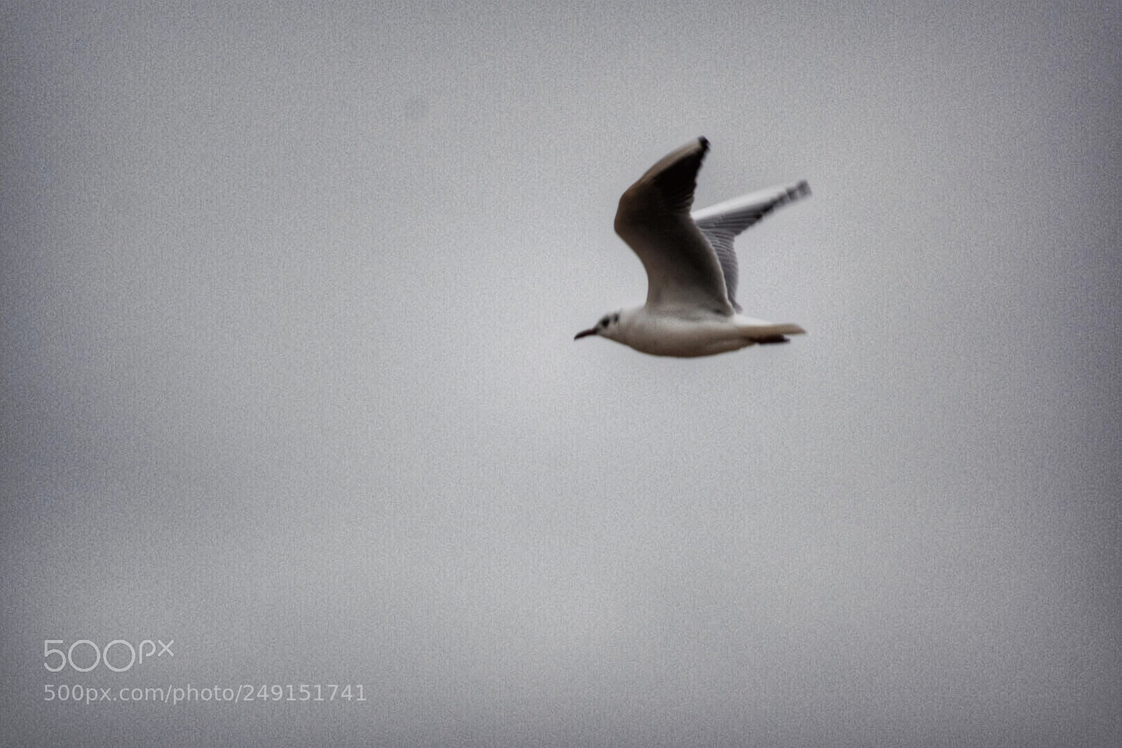 Nikon D3300 sample photo. Flying photography