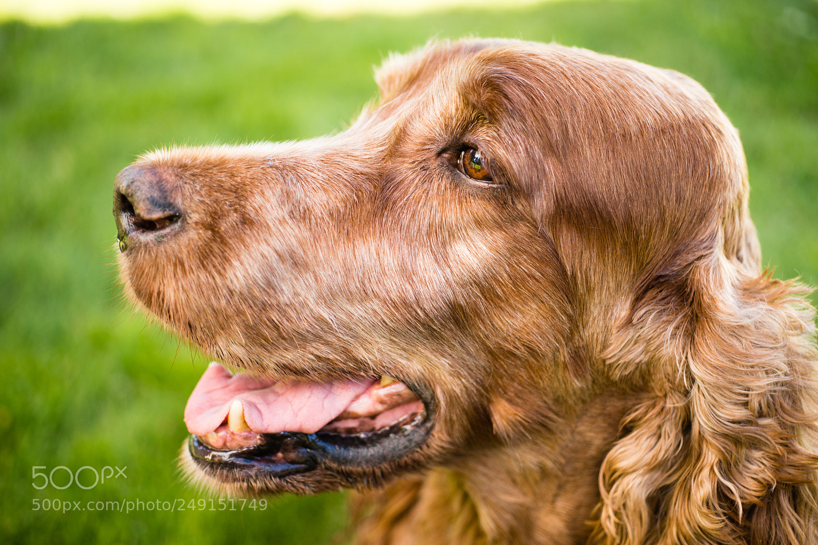 Sony SLT-A99V sample photo. Purebred irish setter dog photography