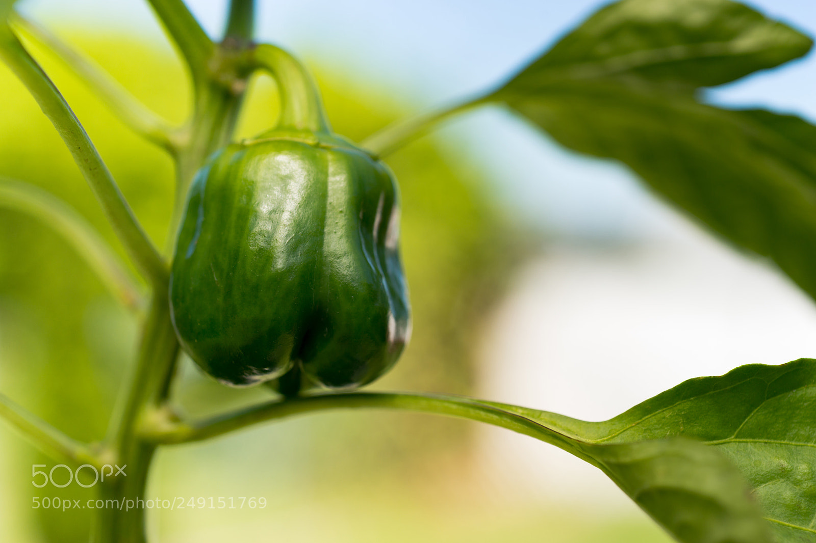 Sony SLT-A99V sample photo. Potted green pepper plant photography