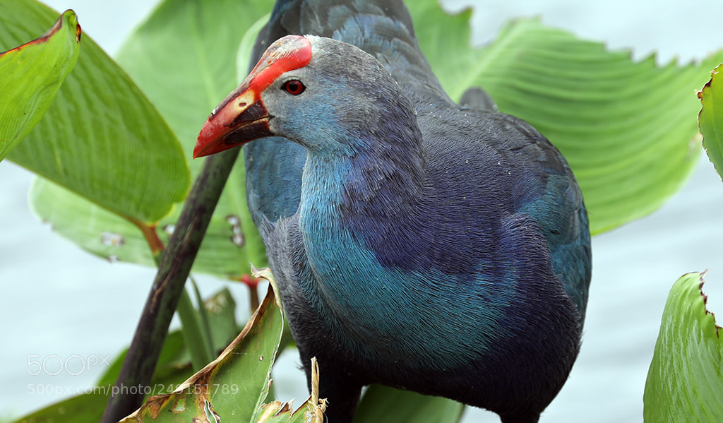 Canon EOS 5D Mark IV sample photo. Purple gallinue photography