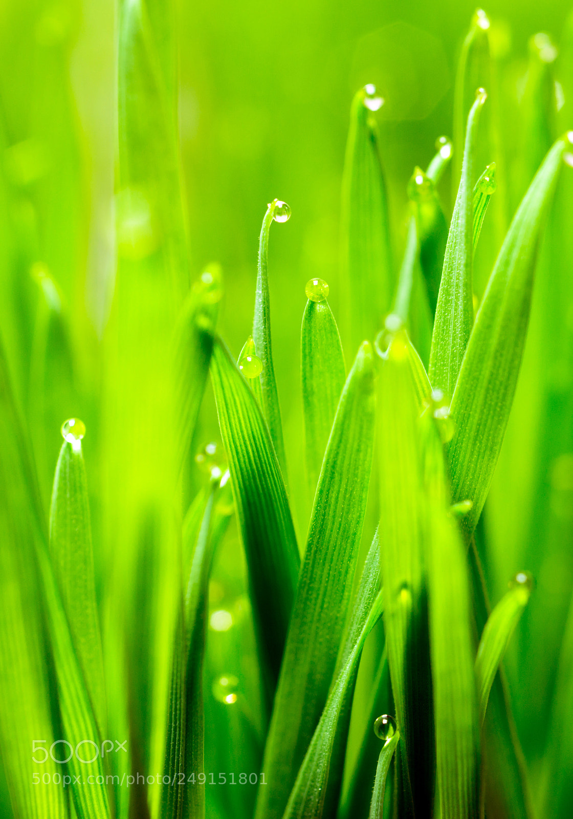 Sony a99 II sample photo. Microgreens growing panoramic dew photography