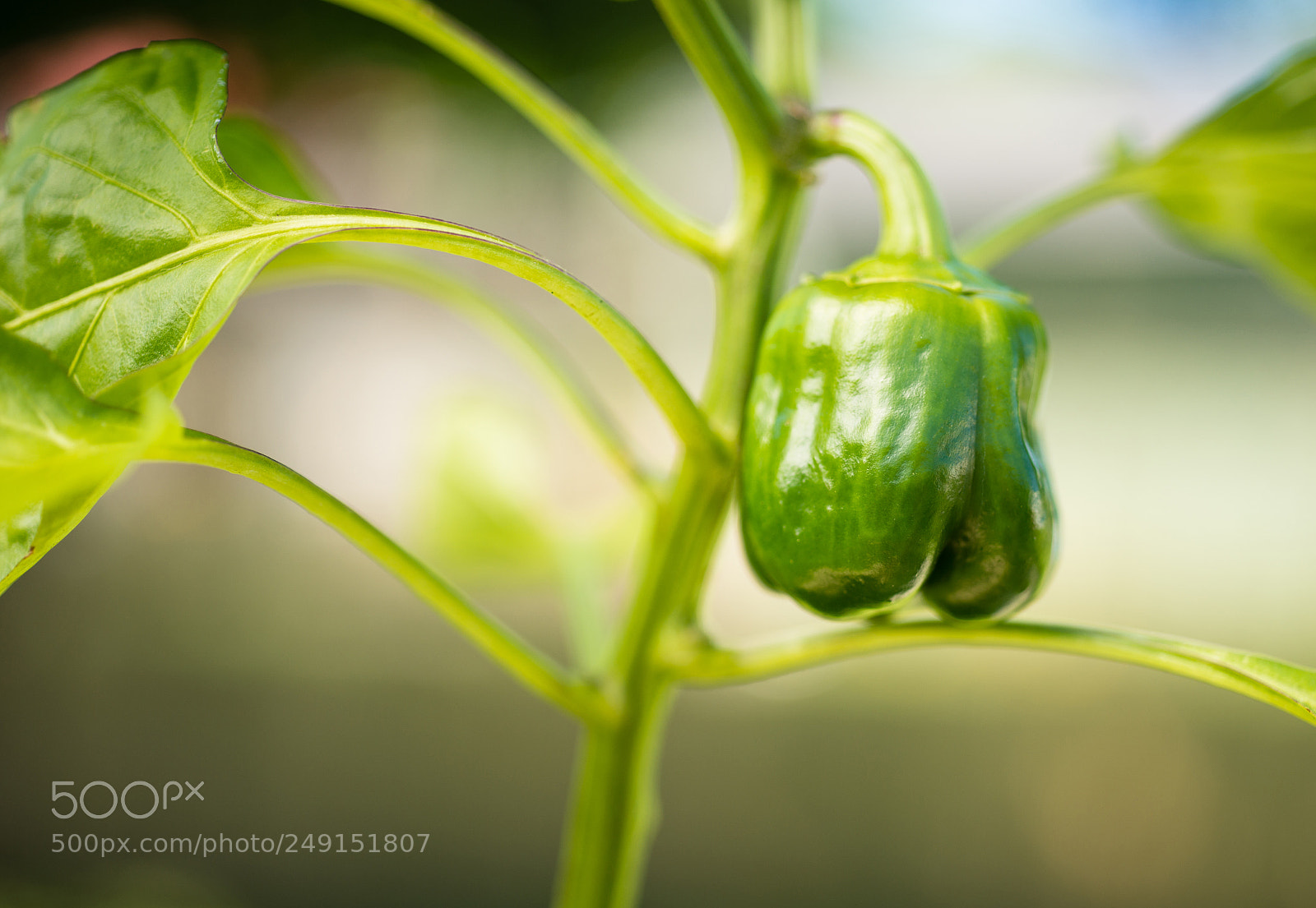 Sony SLT-A99V sample photo. Potted green pepper plant photography