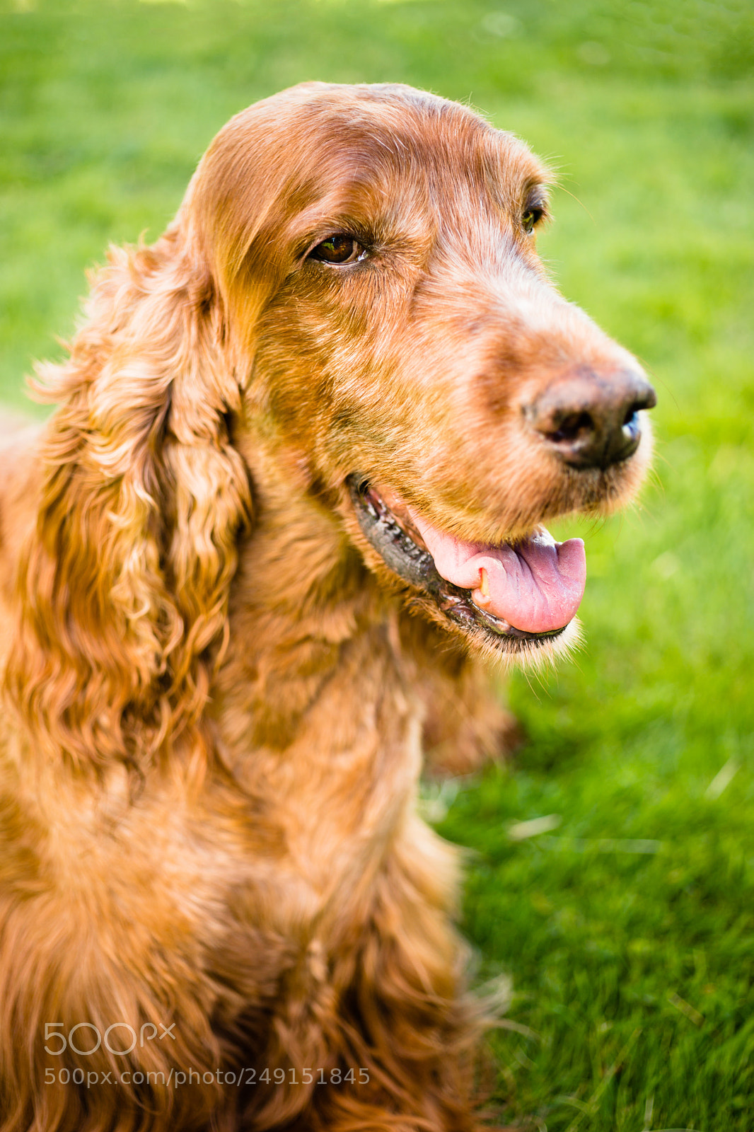 Sony SLT-A99V sample photo. Purebred irish setter dog photography