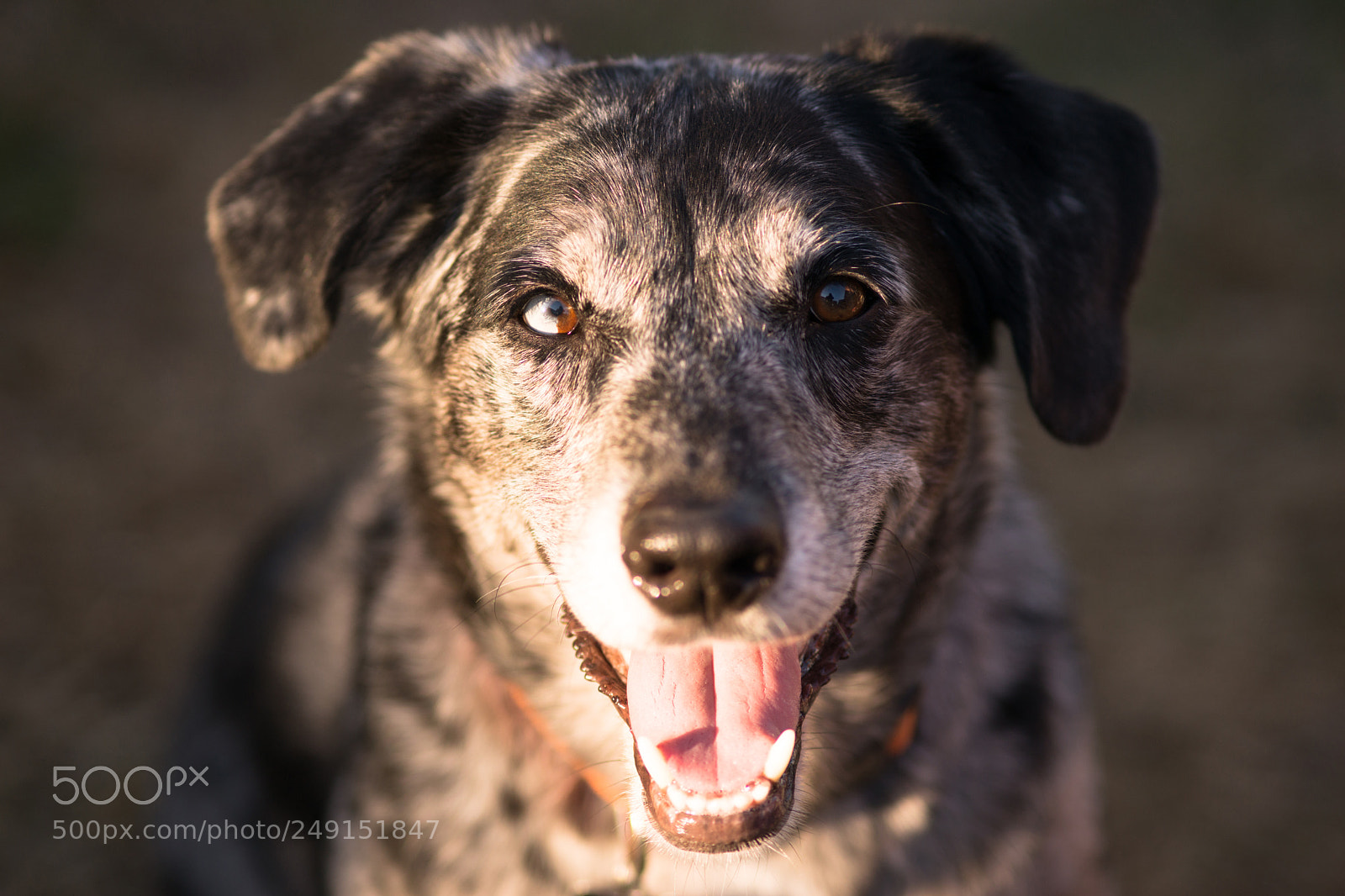 Sony SLT-A99V sample photo. Mixed breed dog canine photography