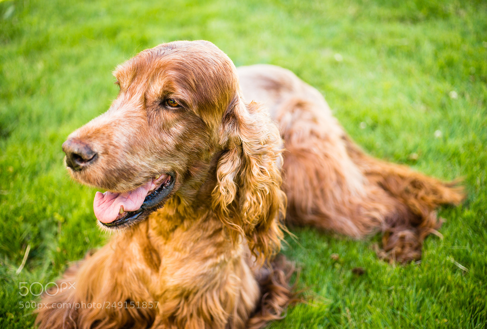 Sony SLT-A99V sample photo. Purebred irish setter dog photography