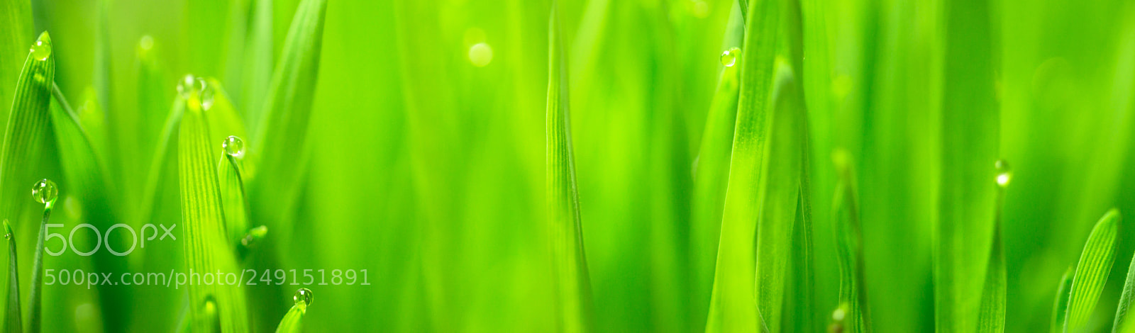 Sony SLT-A99V sample photo. Microgreens growing panoramic dew photography