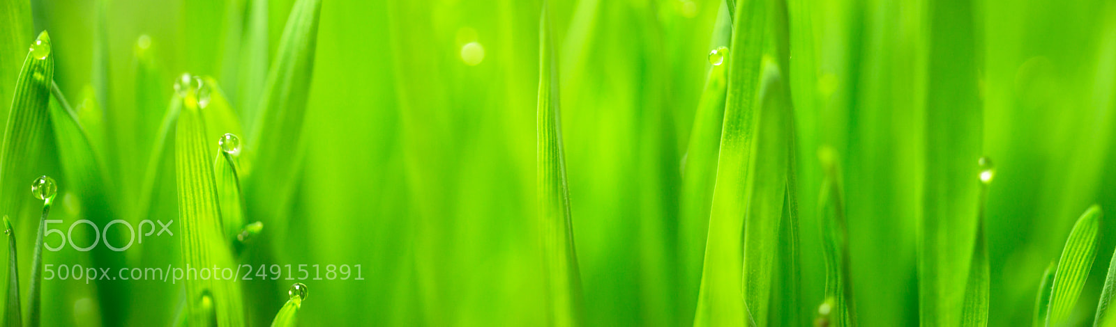 Sony a99 II sample photo. Microgreens growing panoramic dew photography