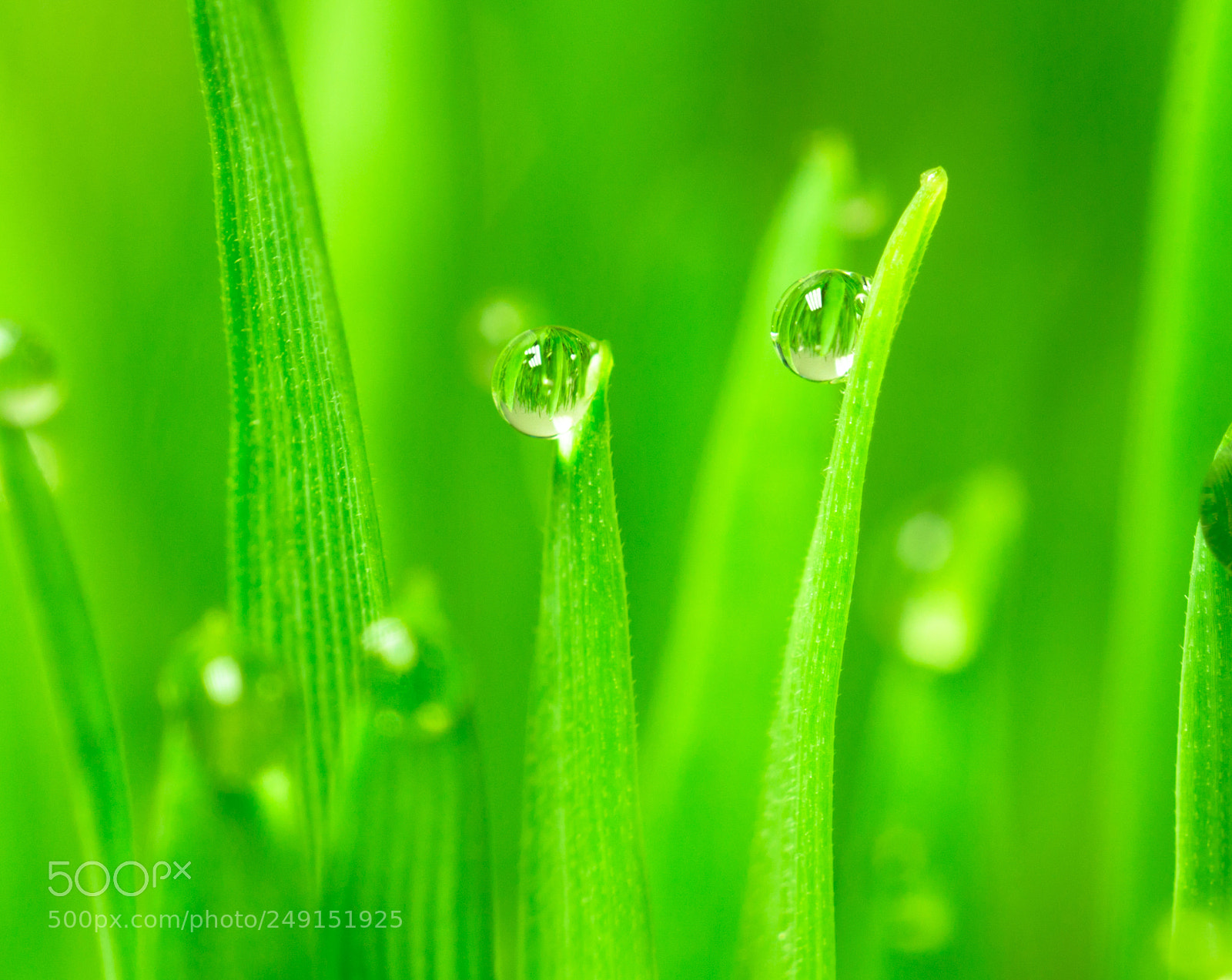Sony SLT-A99V sample photo. Microgreens growing panoramic dew photography