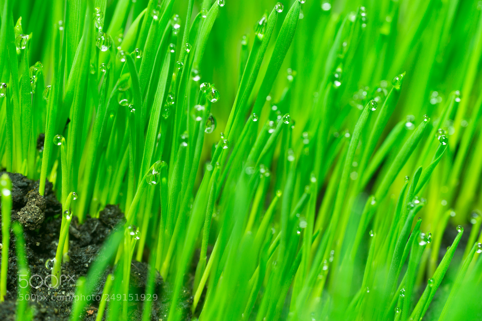 Sony SLT-A99V sample photo. Microgreens growing panoramic dew photography