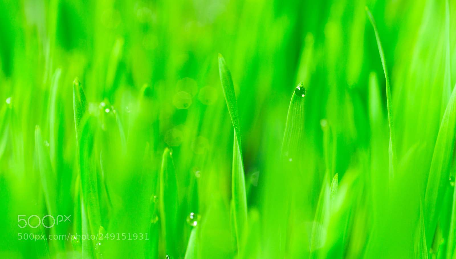 Sony SLT-A99V sample photo. Microgreens growing panoramic dew photography